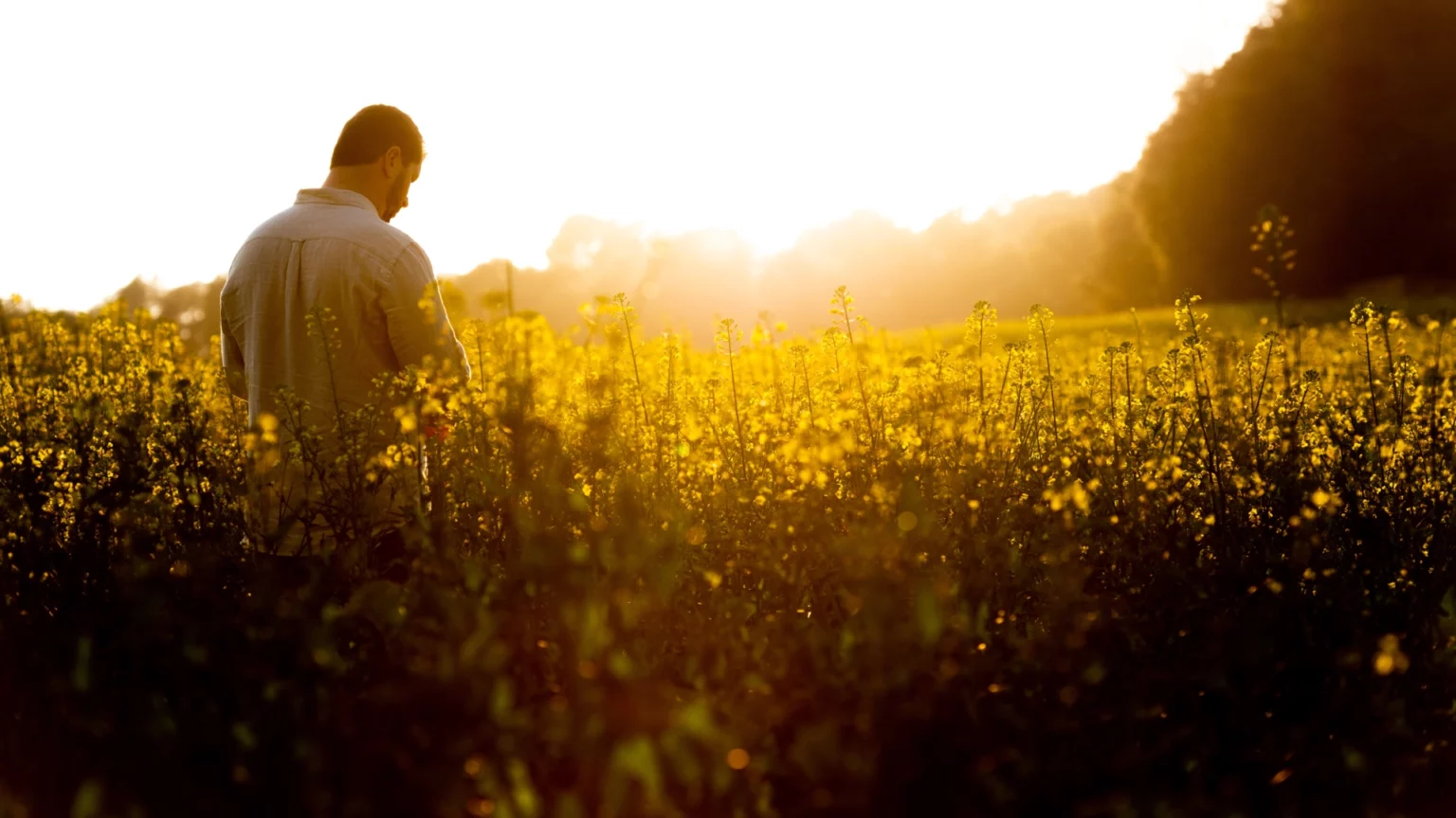 O różańcu umierającego Ludwika O różańcu umierającego Ludwika