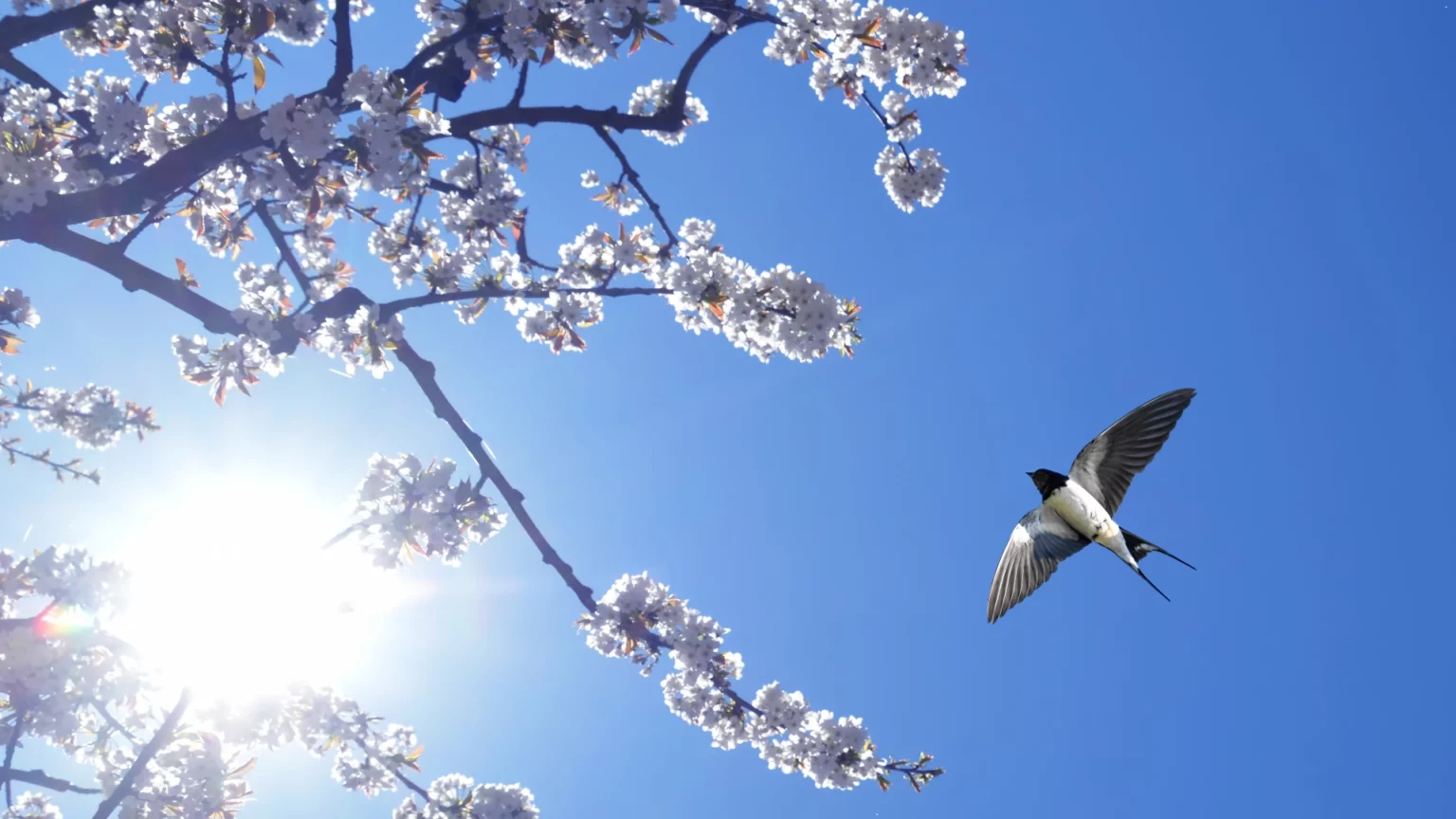 Zwiastunka wiosny i nowego początku Zwiastunka wiosny i nowego początku